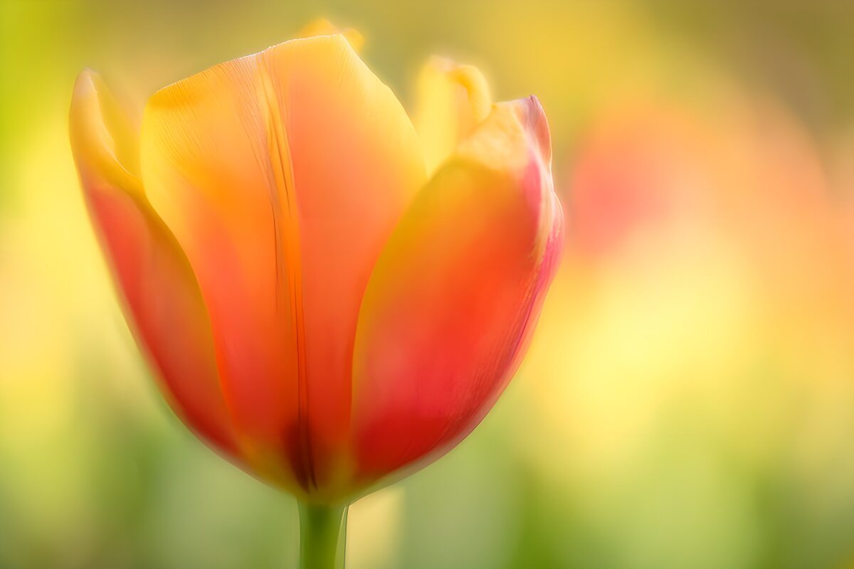 Kleurige tulp in bloei