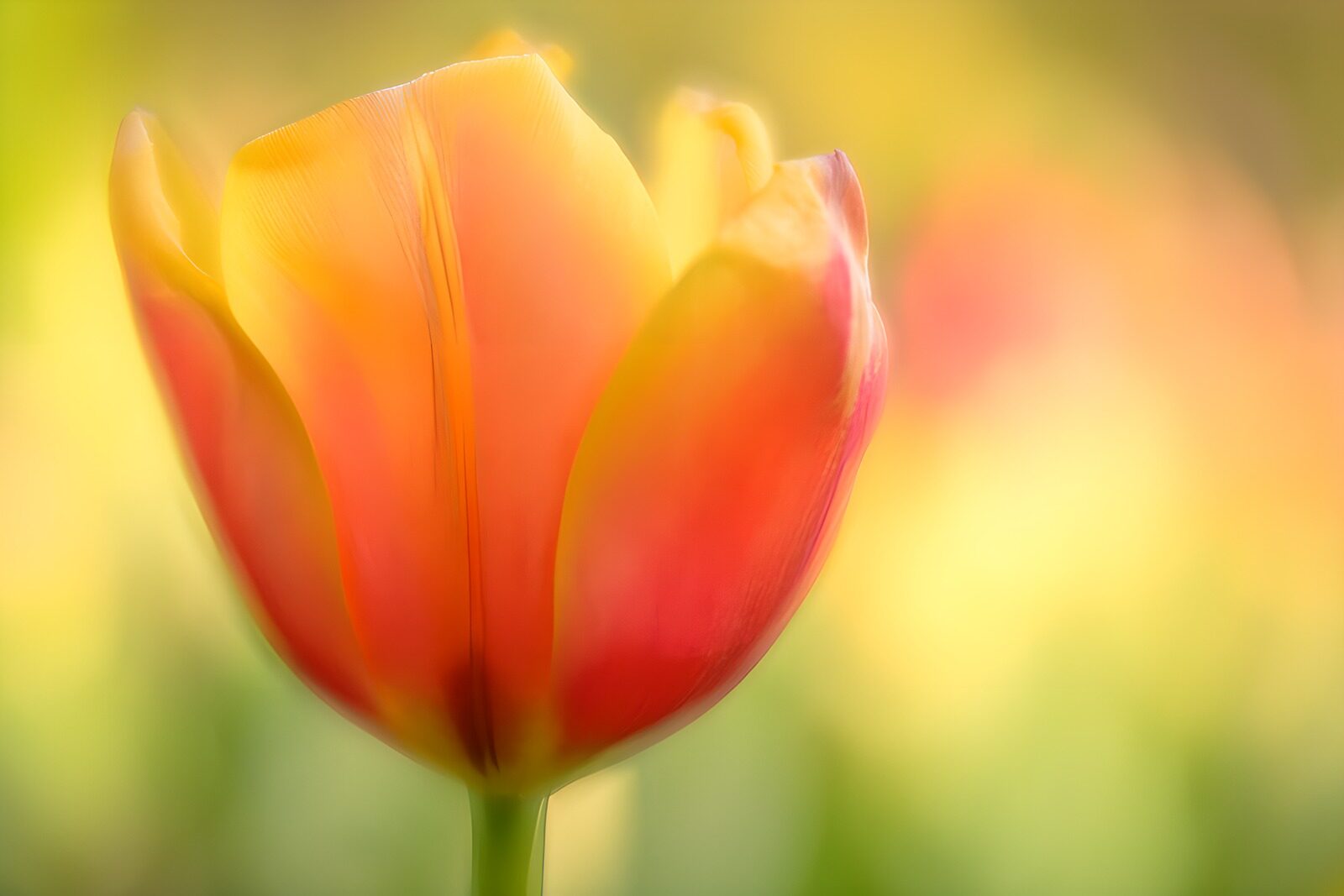 CW1420851: Kleurige tulp in bloei