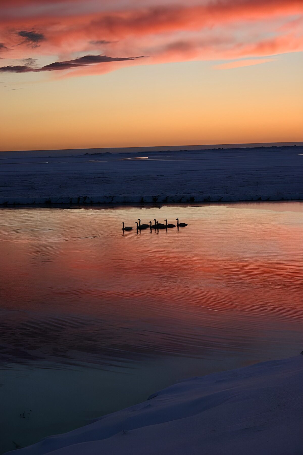CW9442134: Zwanen bij zonsondergang