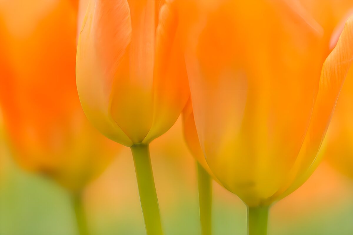Zonsondergang in Tulpen
