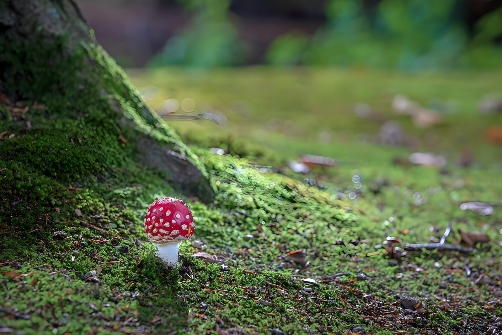 CW4849289: Paddenstoel in het bos