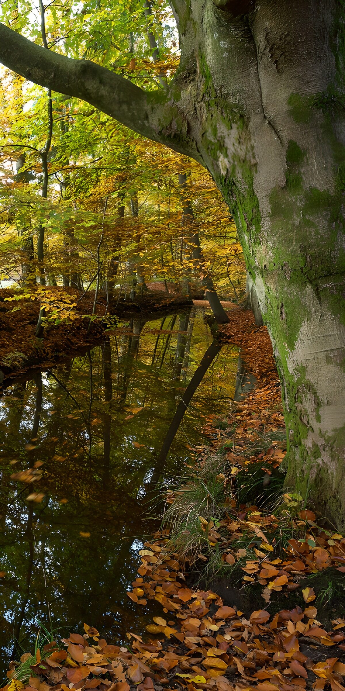 CW9763547: Prachtige herfstreflectie in het bos