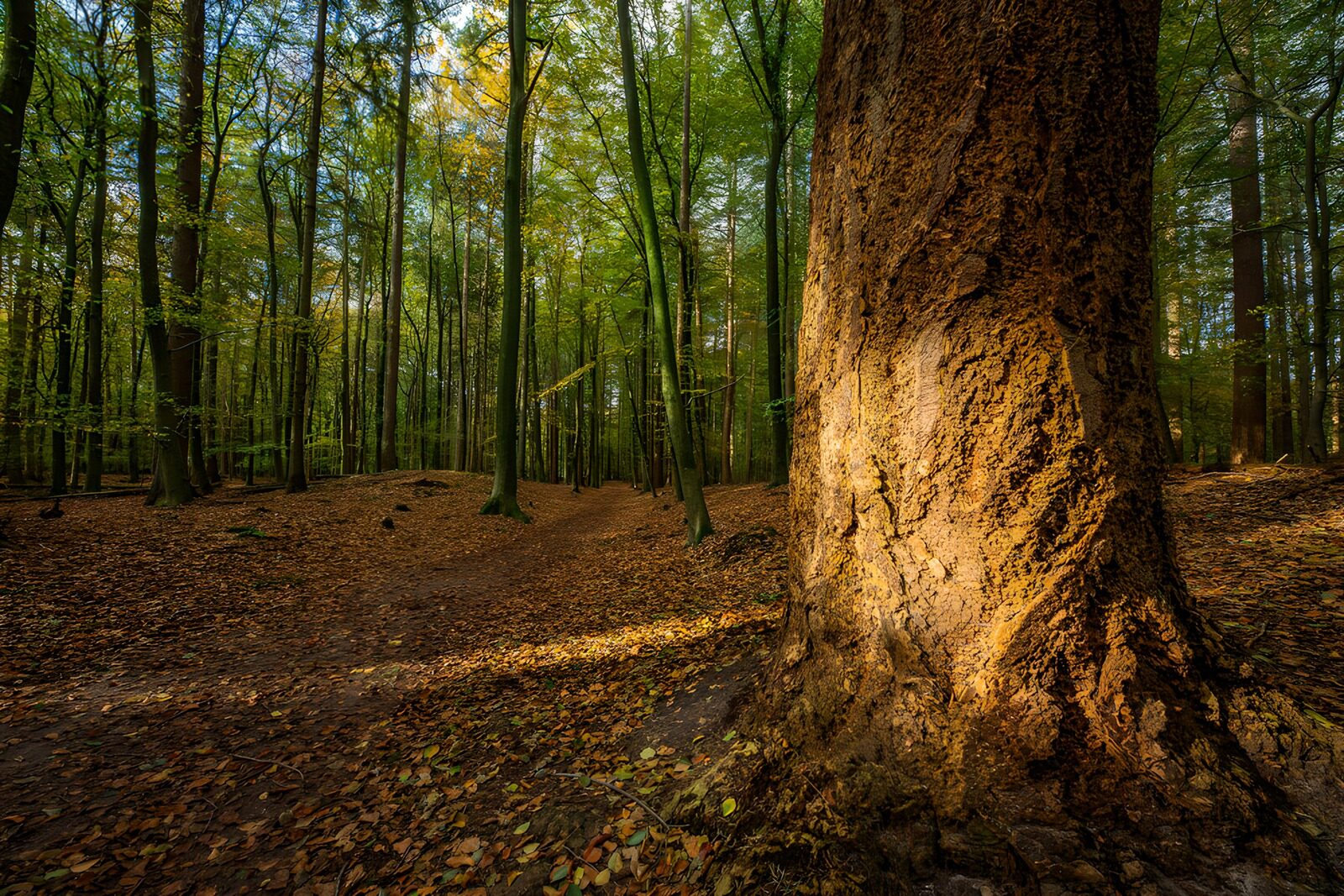CW2682230: Zonlicht door het Bos