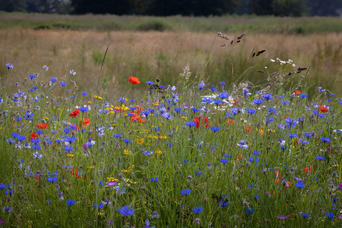 Kleurrijke bloemenweide in het groen