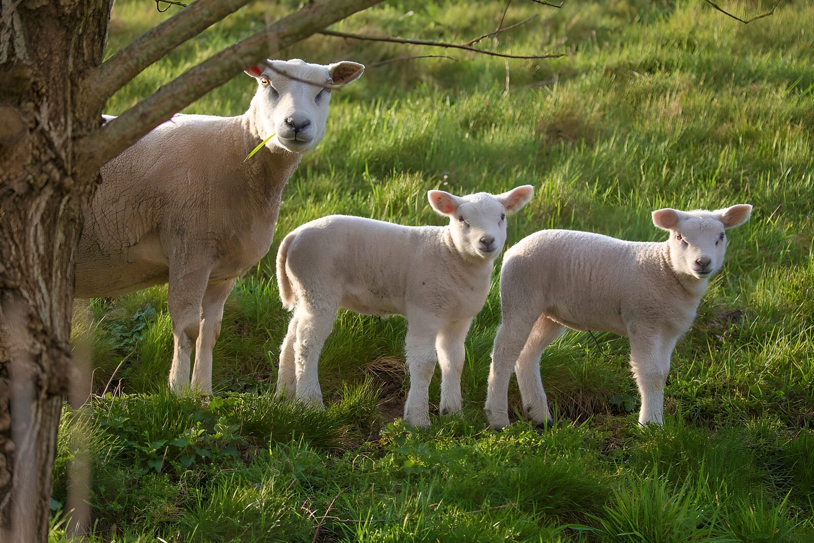 CW1867812: Moeder en lammetjes in de wei