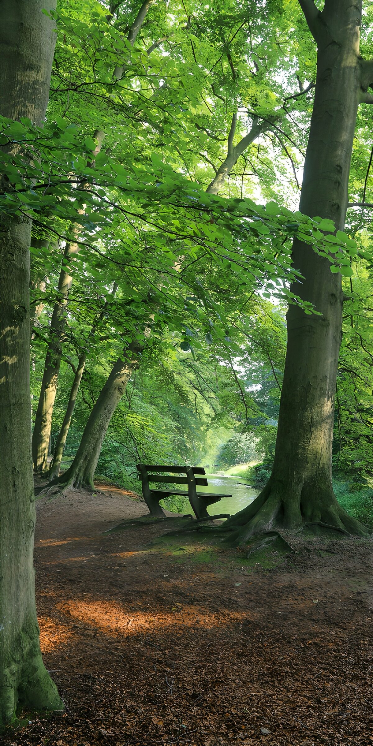 CW5825222: Rustige plek in het groene bos