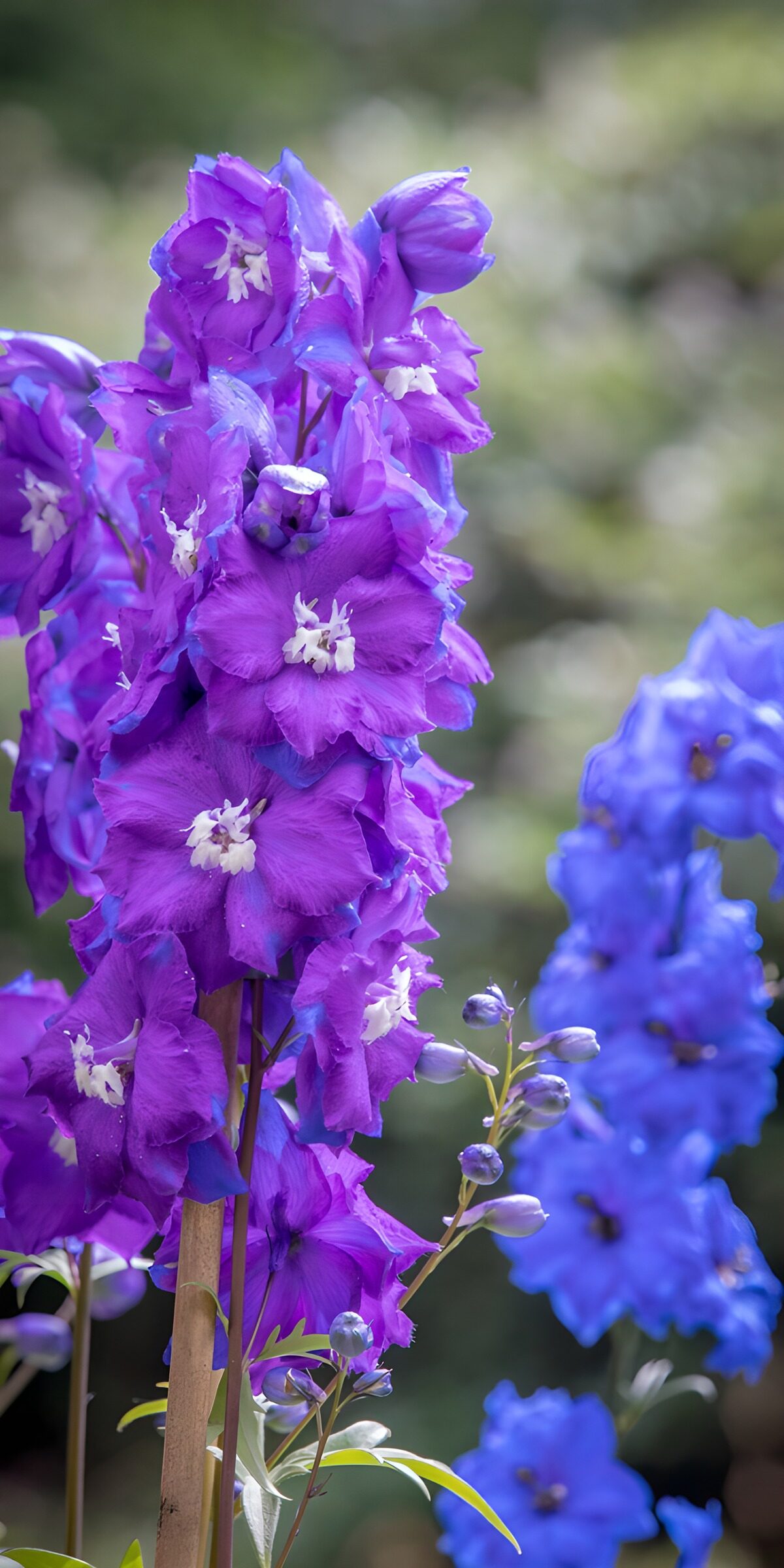 Prachtige paarse en blauwe delphiniums