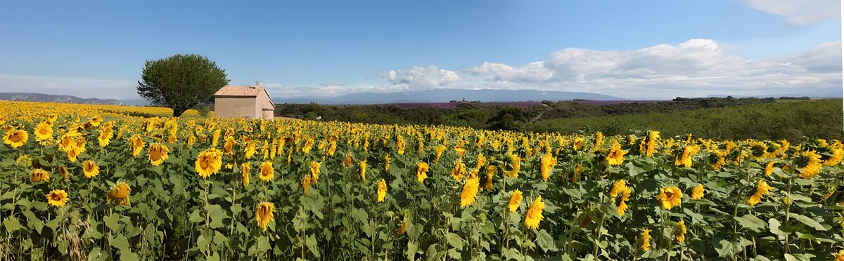 Zonnebloemen in het Franse Platteland