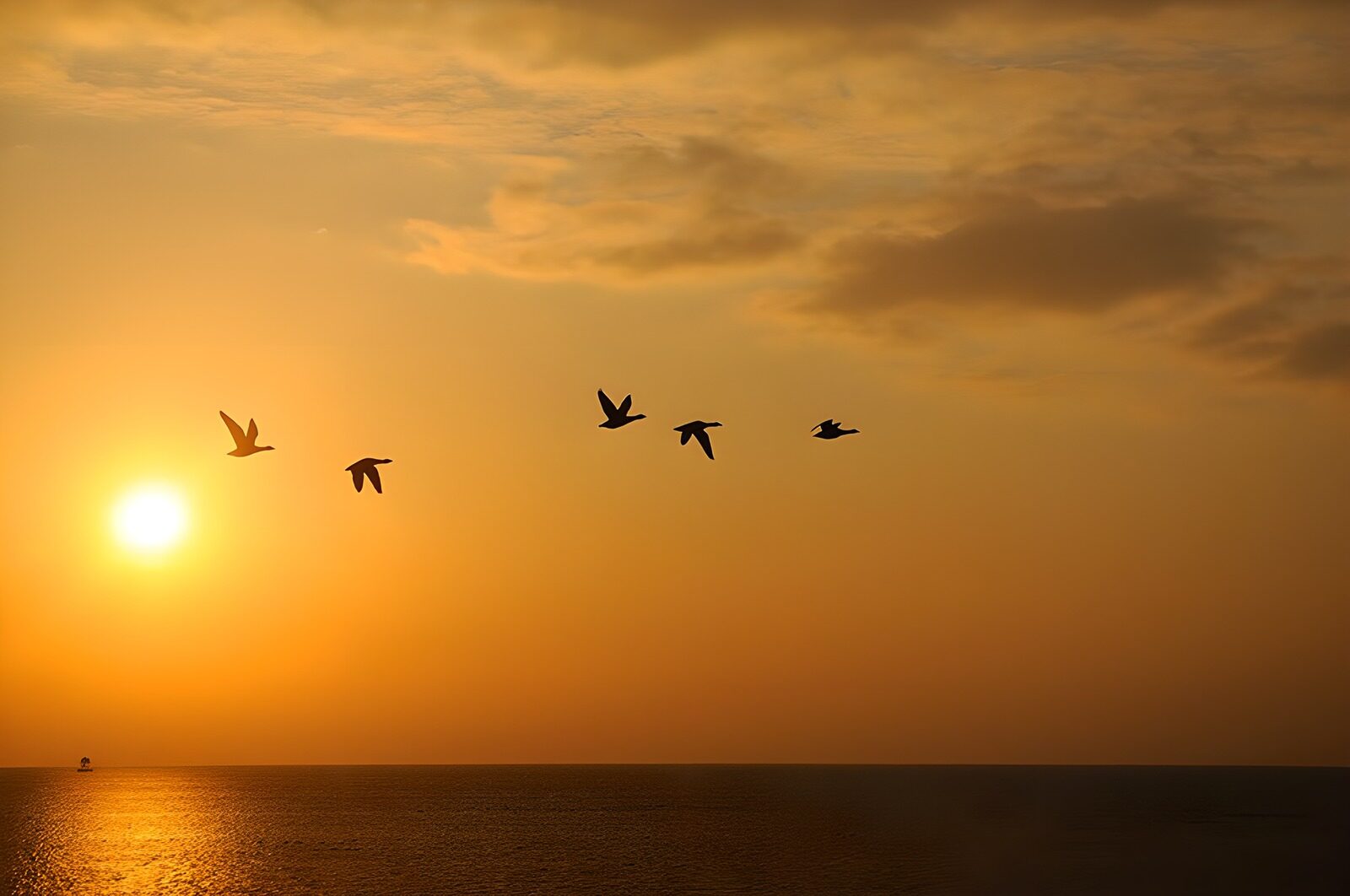 CW4282369: Vliegende vogels bij zonsondergang