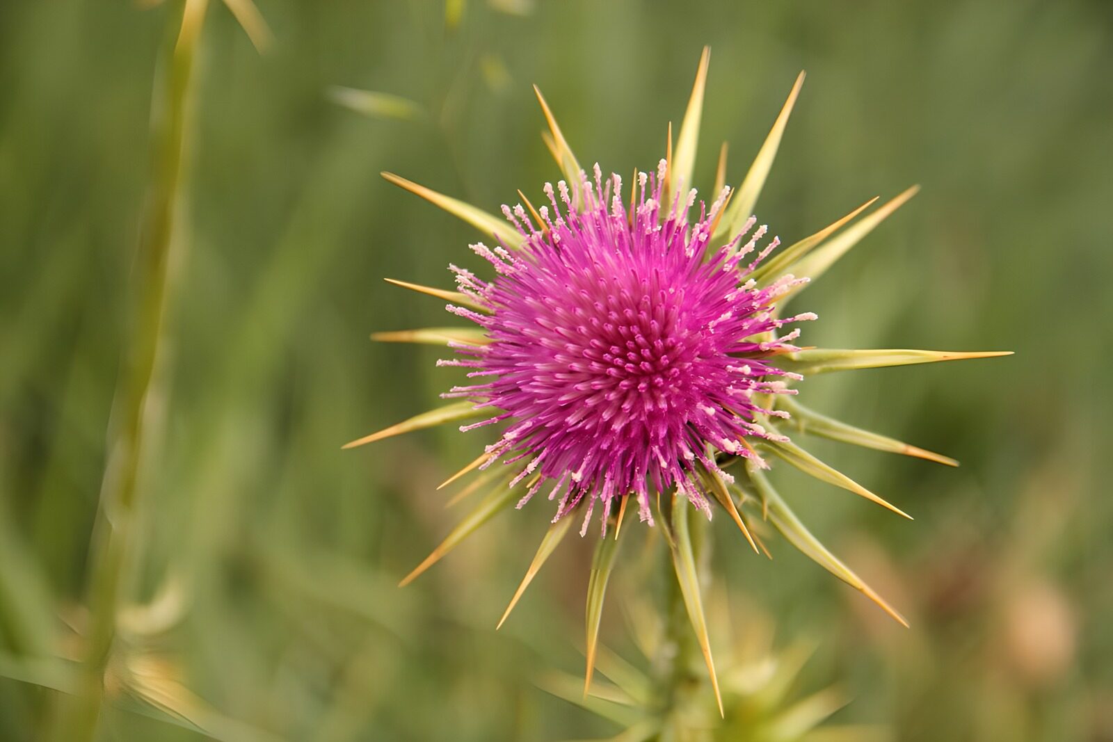 CW3106930: Prachtige paarse stekelige bloem