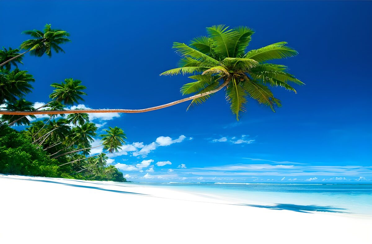 Tropisch paradijs met palmboom
