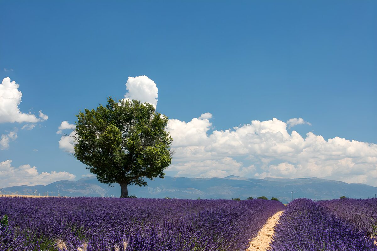 Lavendelveld onder een blauwe lucht
