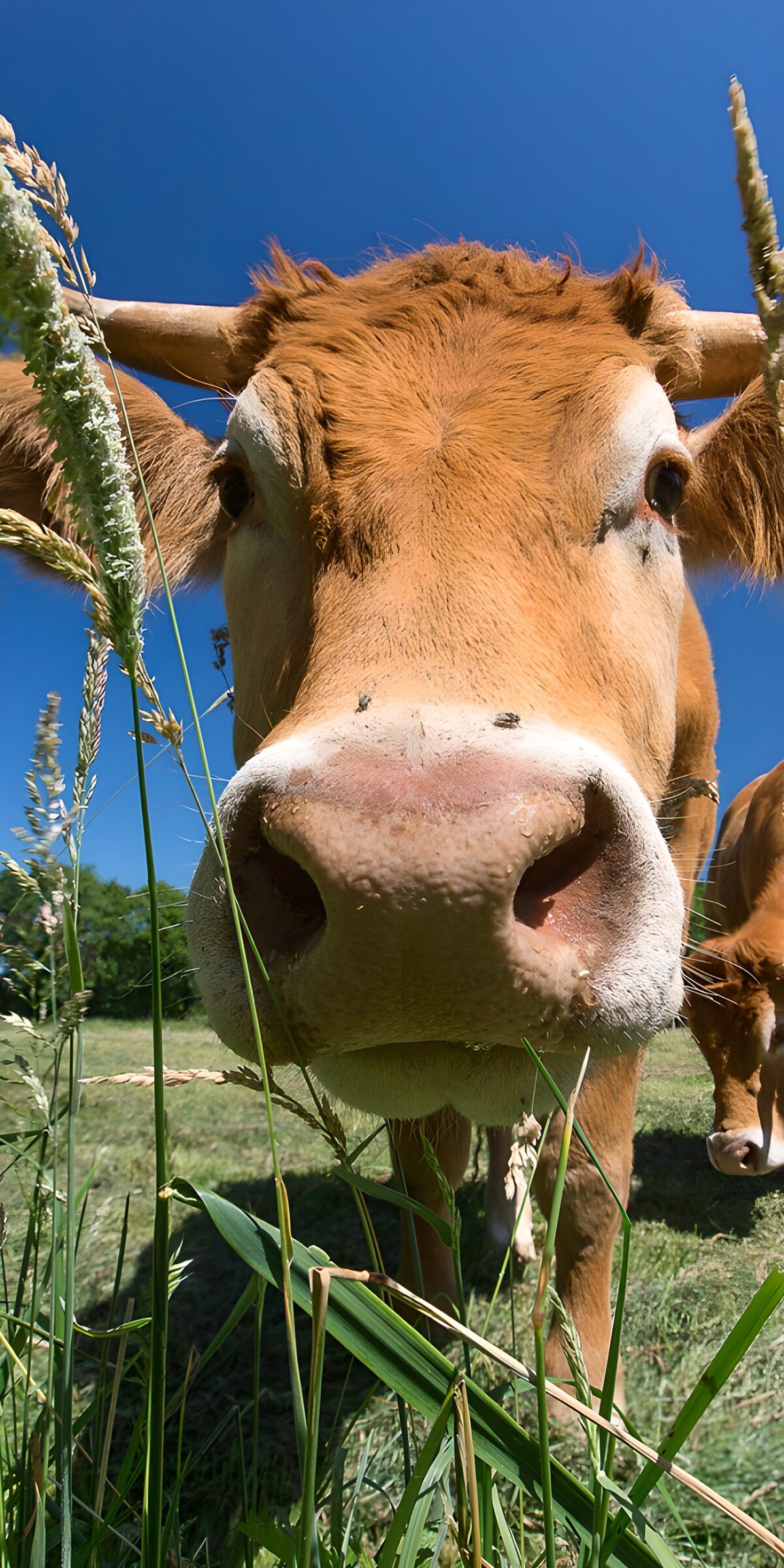 CW3473527: Vriendelijk Rund in het Gras