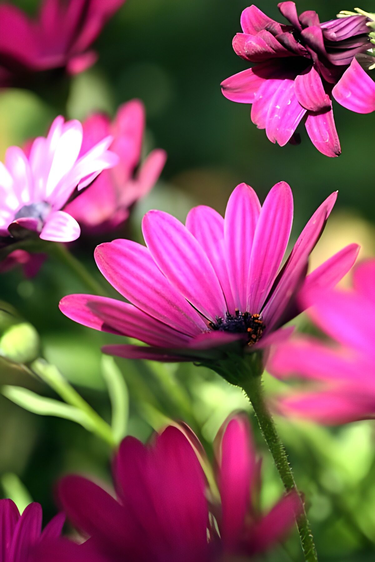 Kleurrijke paarse bloemen in bloei