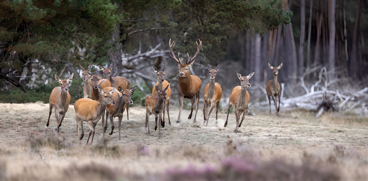 Een groep herten in de natuur