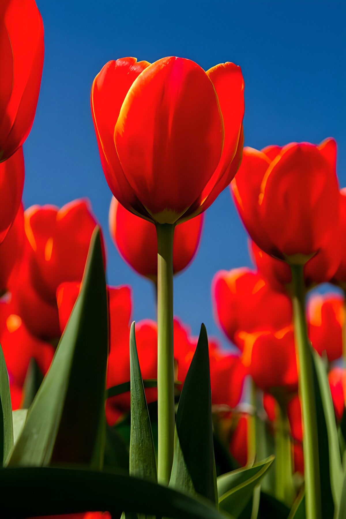 Stralende Rode Tulpen in de Lente