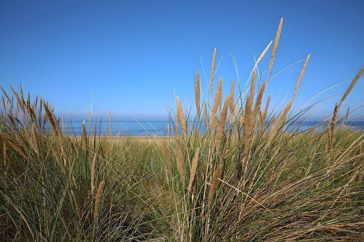 Grasduinen langs de kust