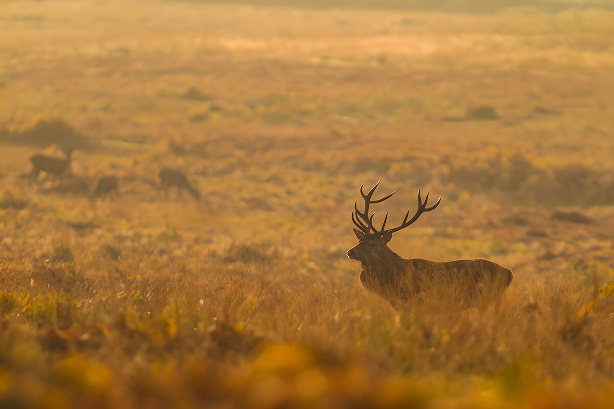 De majesteit van het hert in de mist