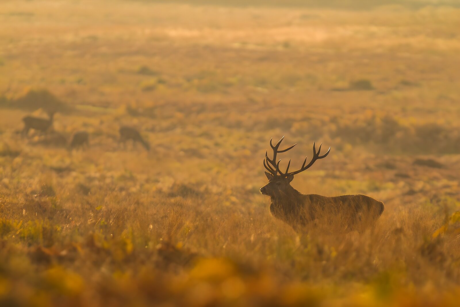CW8227027: De majesteit van het hert in de mist