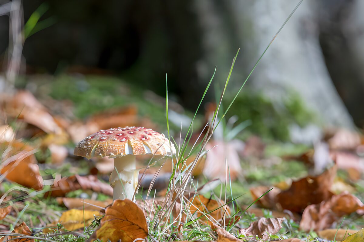 Vliegenzwam tussen herfstbladeren