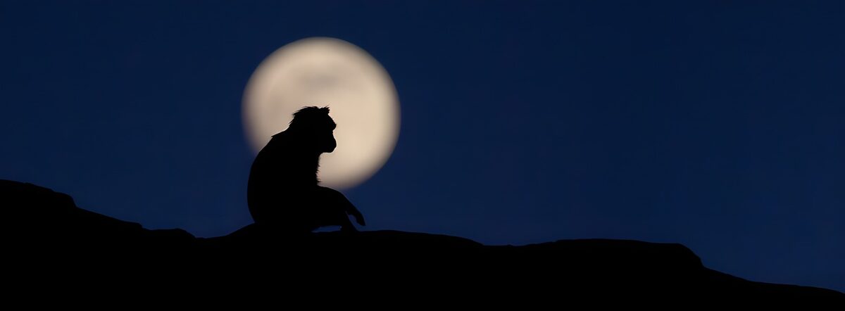 Aap in silhouet onder de volle maan