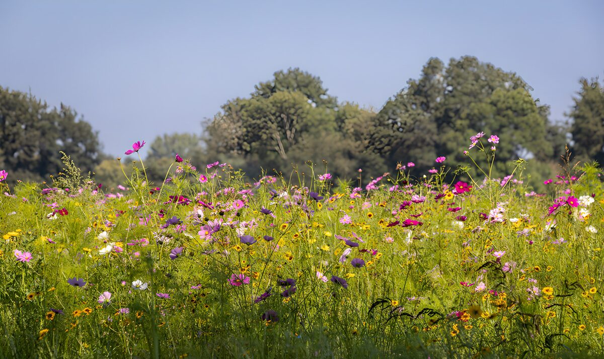 Kleurrijke bloemenweide in de zomer