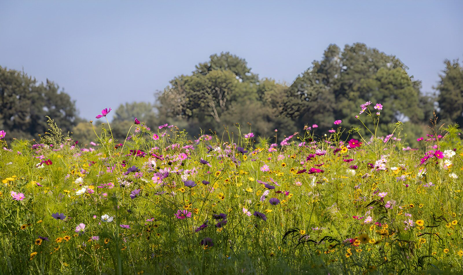 CW8515403: Kleurrijke bloemenweide in de zomer