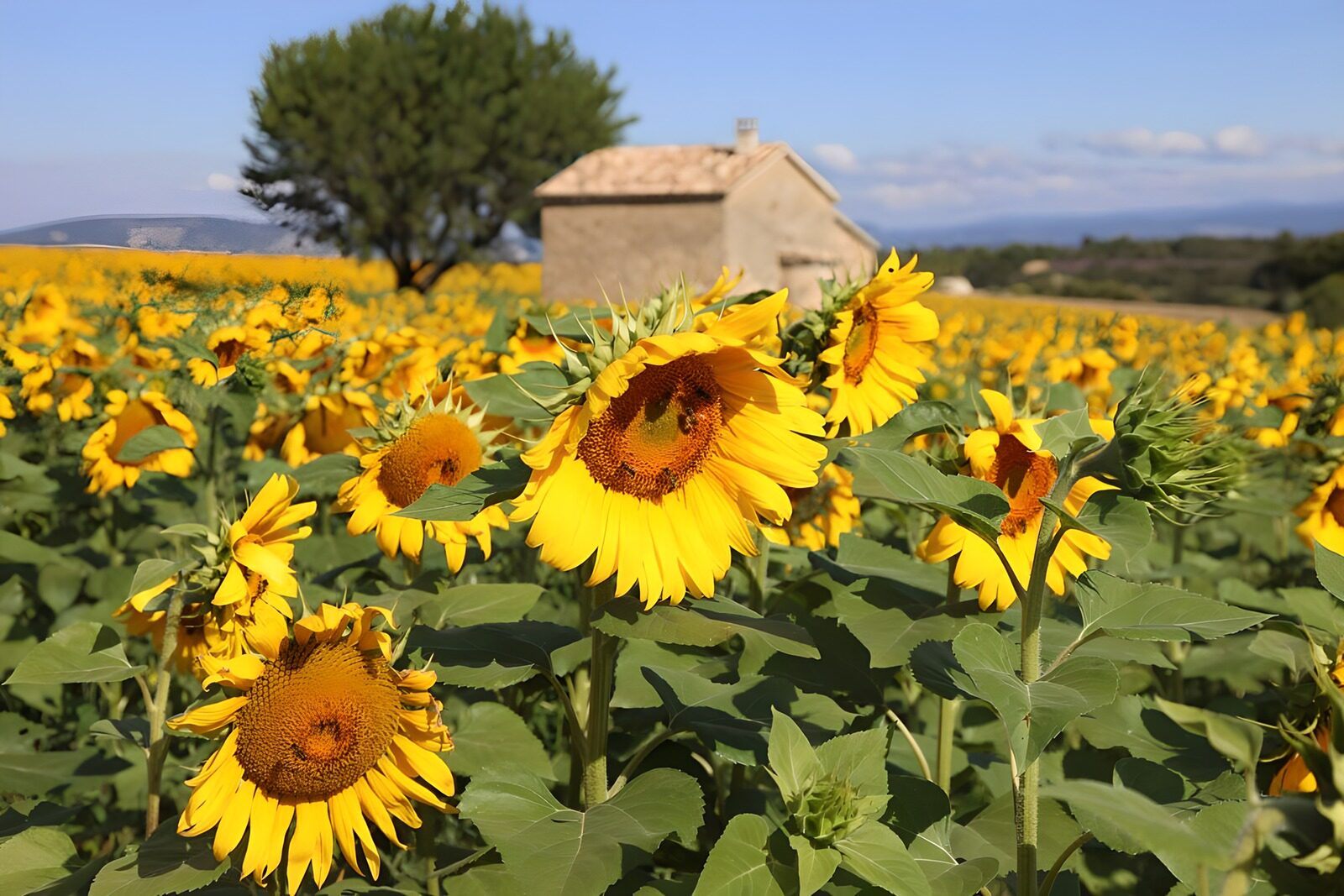 CW4320254: Zonnige Zonnebloemenvelden