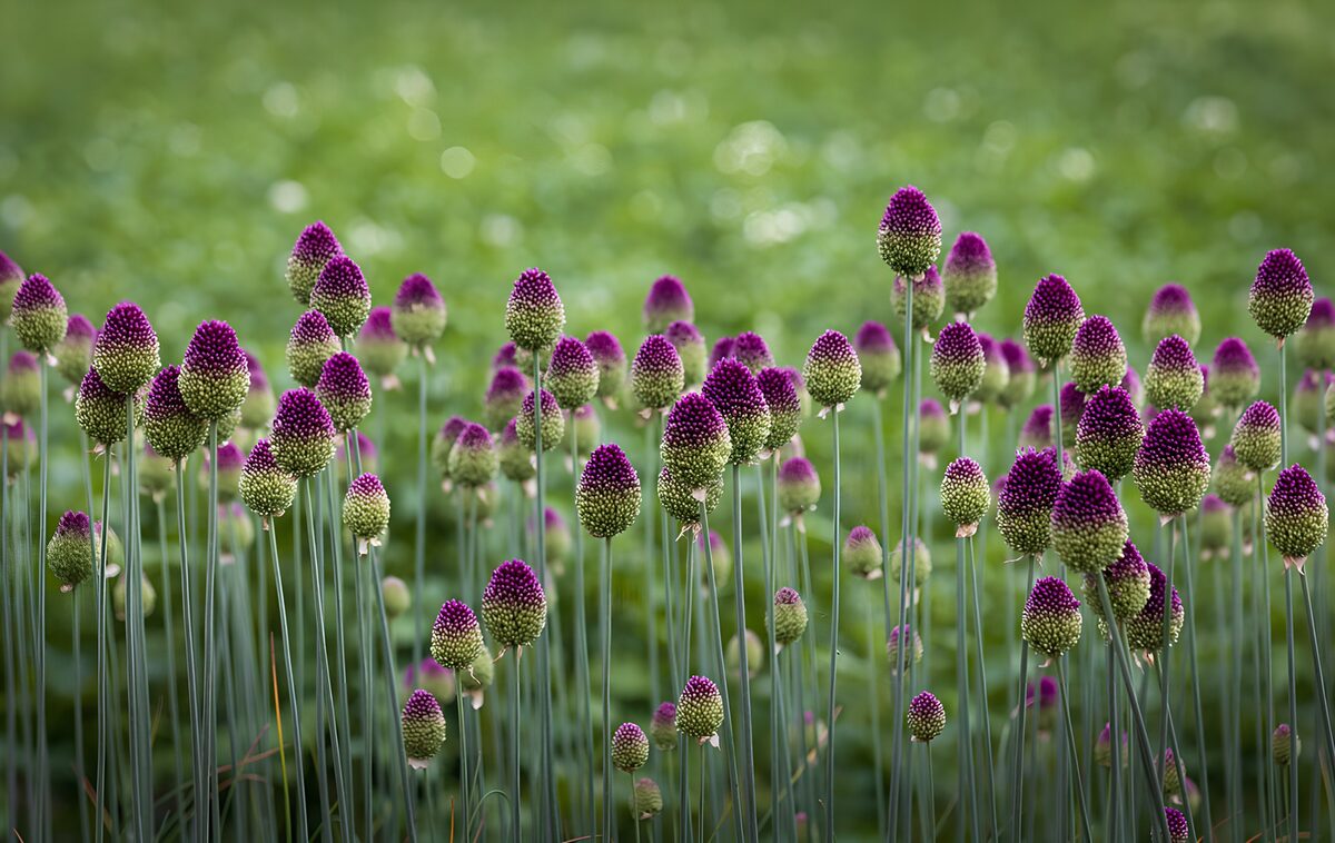 Veld met paars drumstick-allium