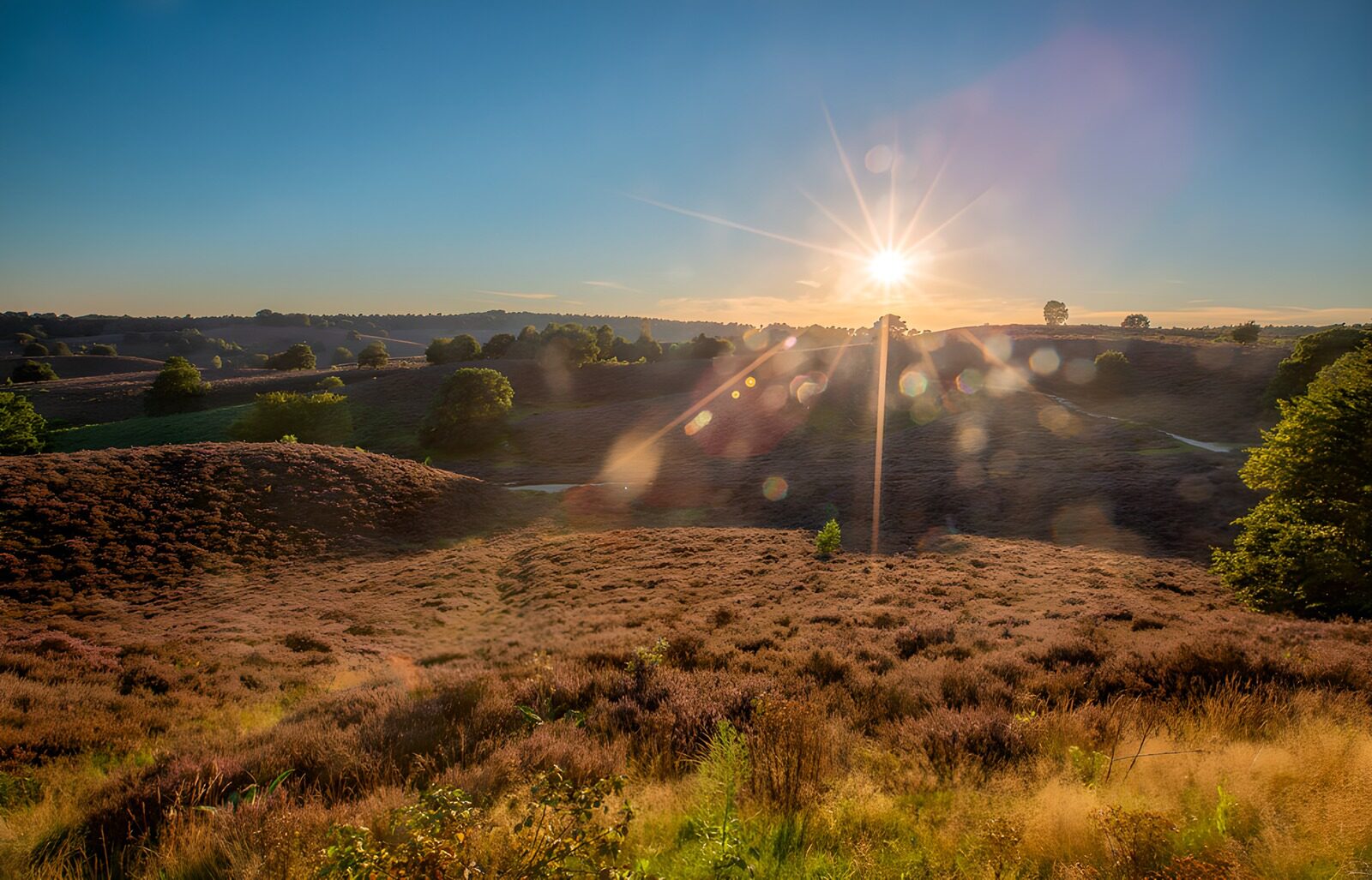 CW3893827: Zonsondergang boven paarse heide