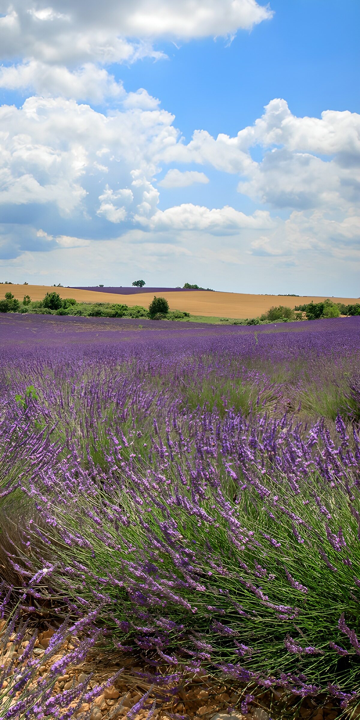 CW9877401: Prachtig lavendelveld onder een blauwe lucht
