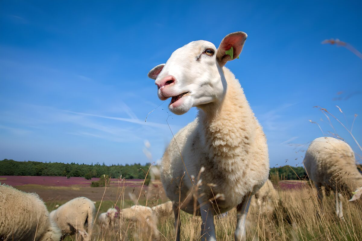 Schaap in het zonnetje op de heide