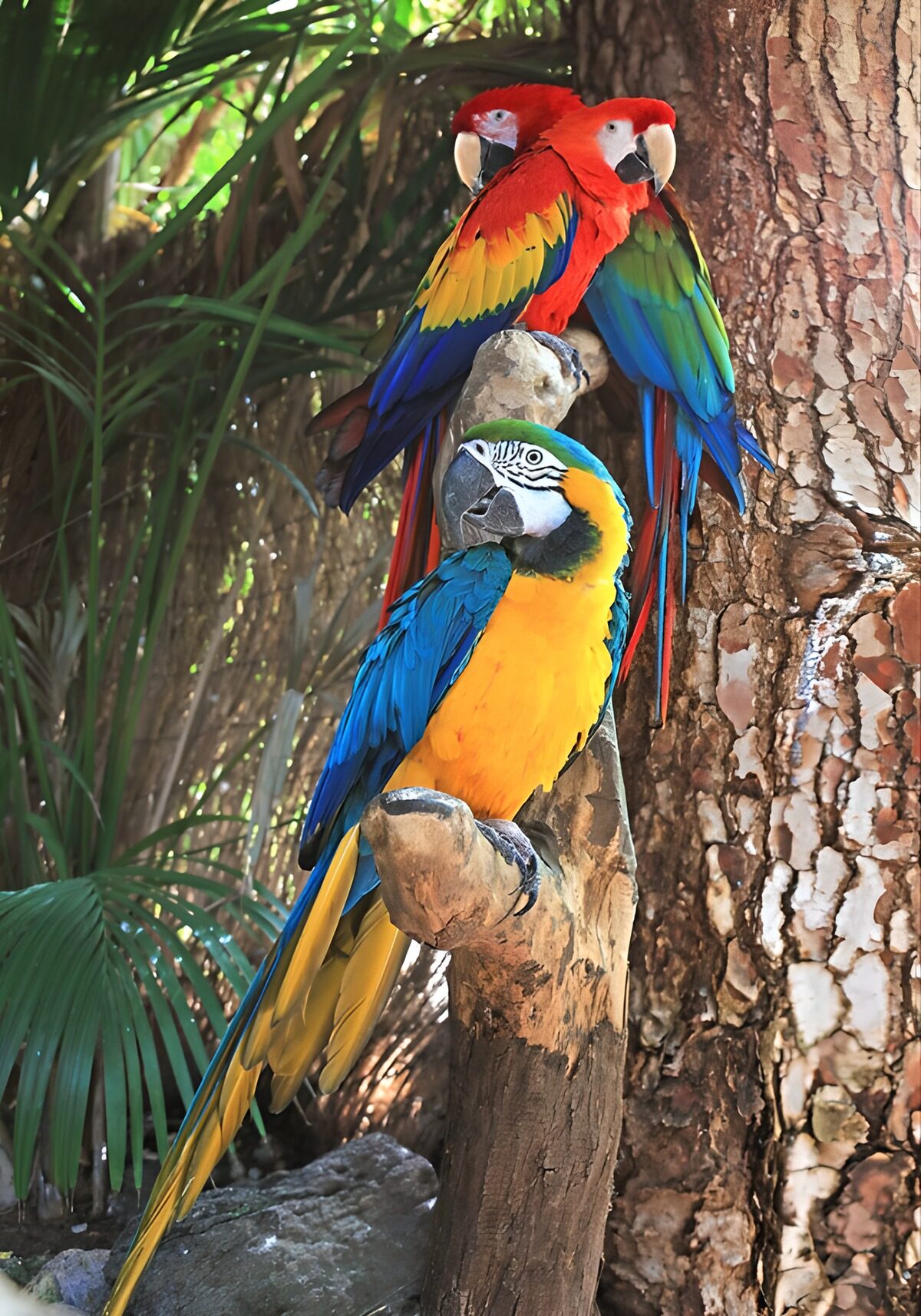 CW8717840: Kleurrijke papegaaien in hun natuurlijke habitat