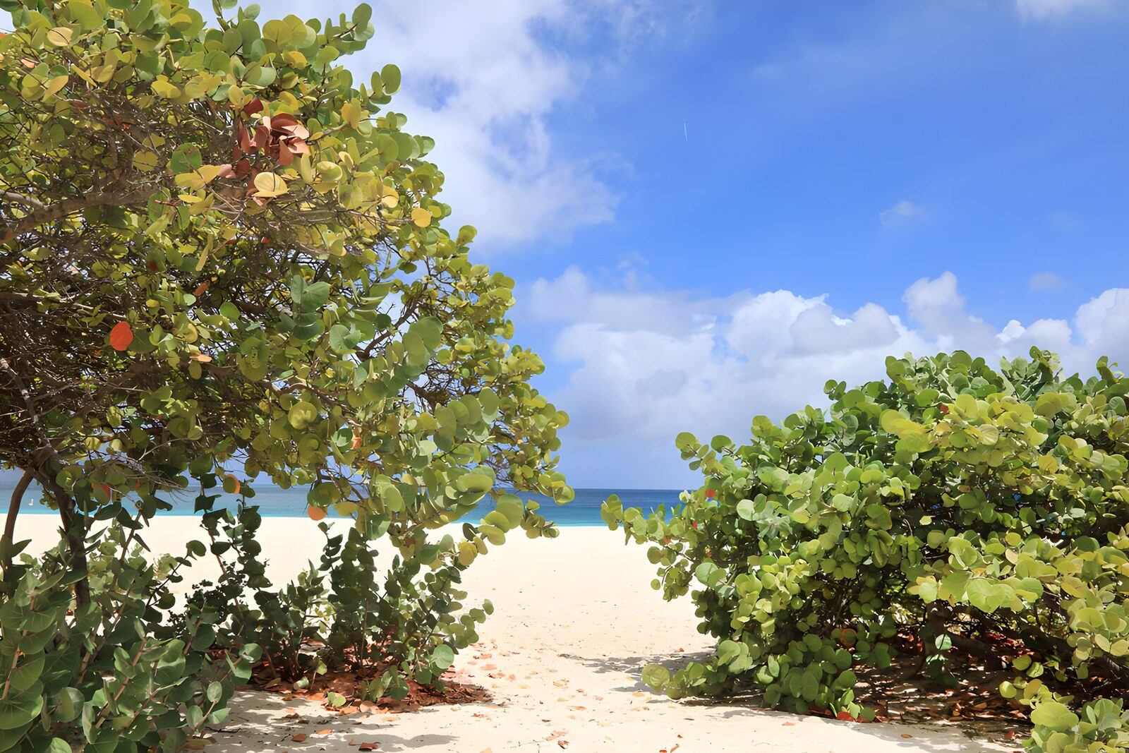 CW4044414: Rustige strandzicht met groen