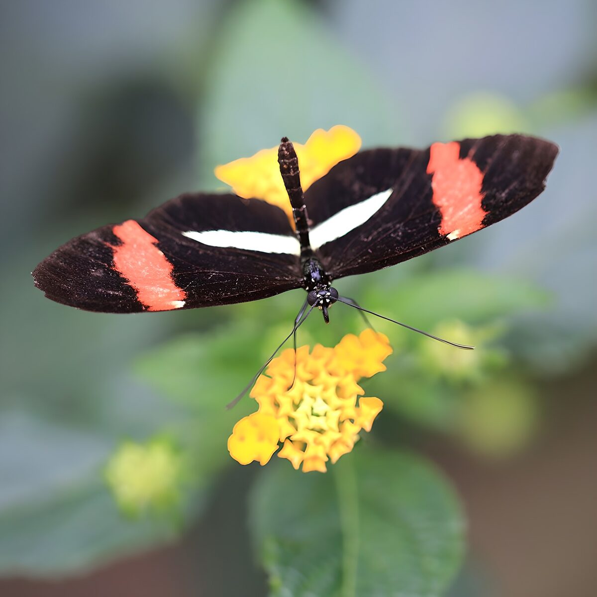 Prachtige vlinder op gele bloem
