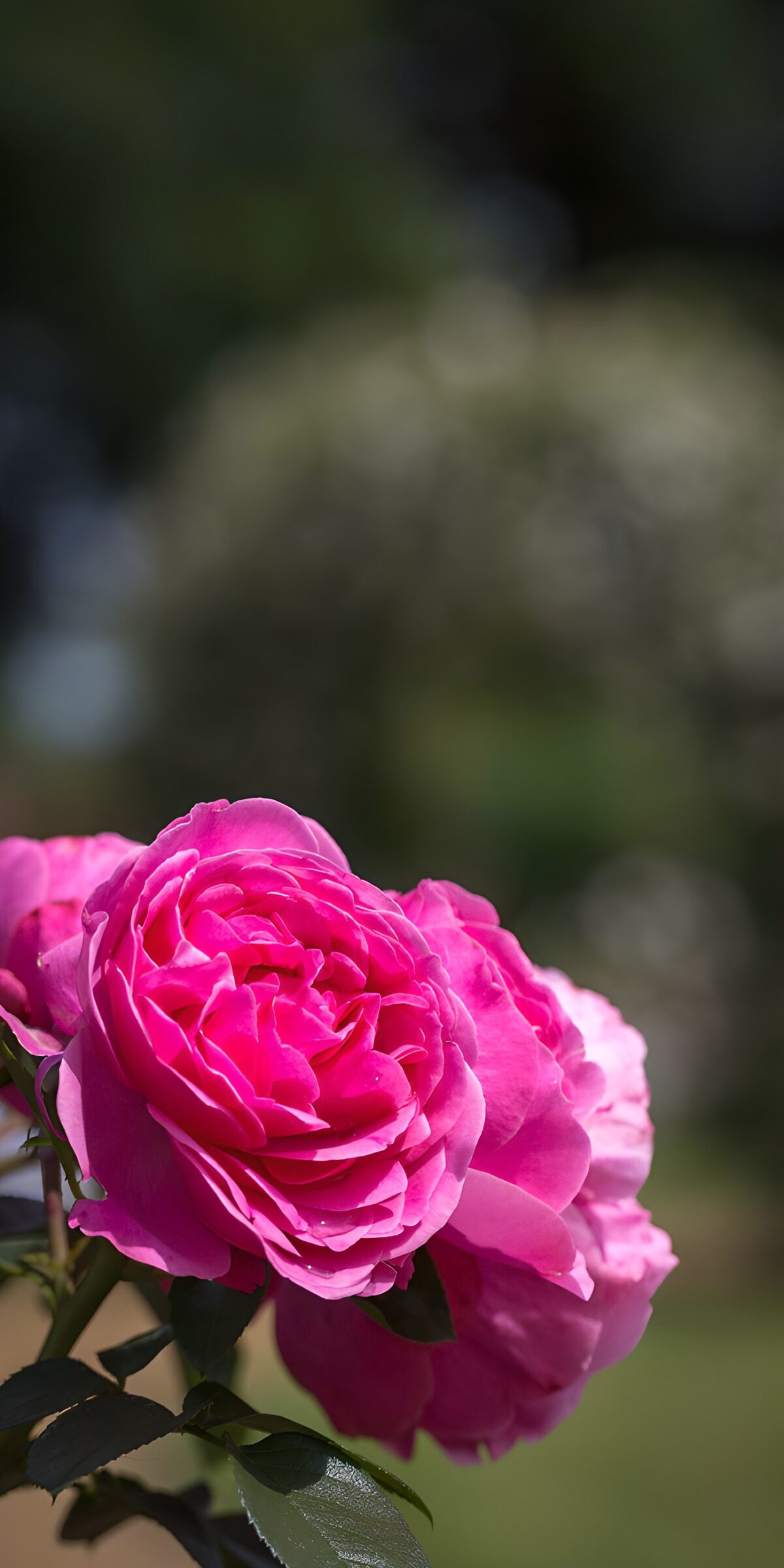 CW8495647: Prachtige rozen in volle bloei