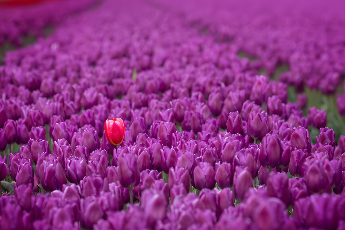 Een eenzame tulp in paarse velden