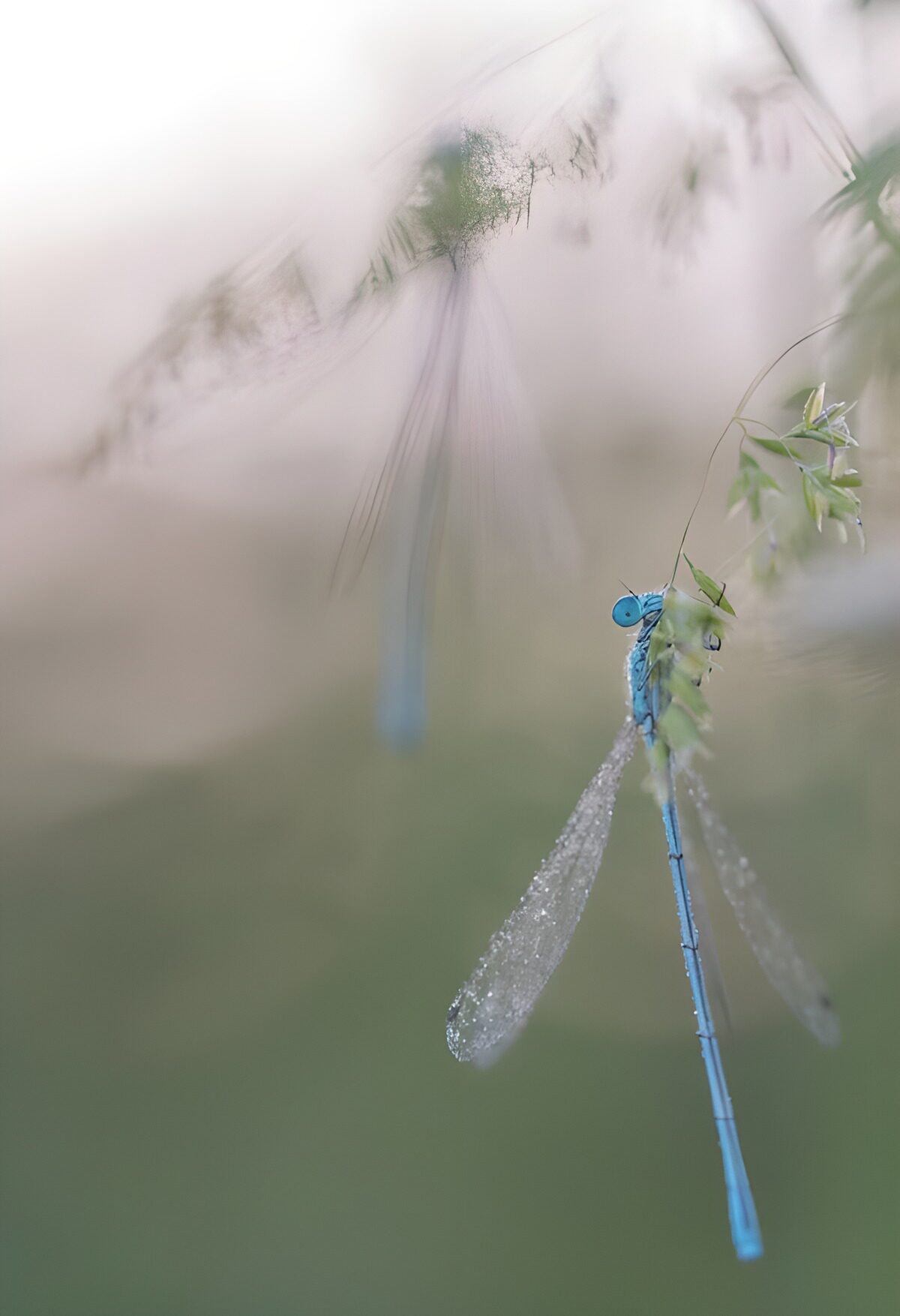 Prachtige blauwe libel met dauwdruppels