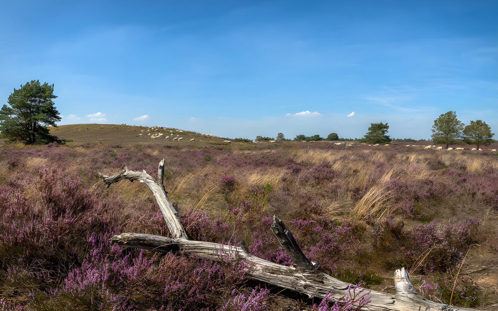 CW9003143: Prachtige heide onder een heldere lucht