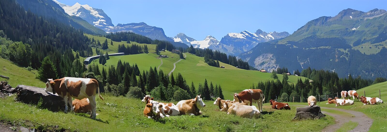 CW8684098: Rustige koeien in de Alpen