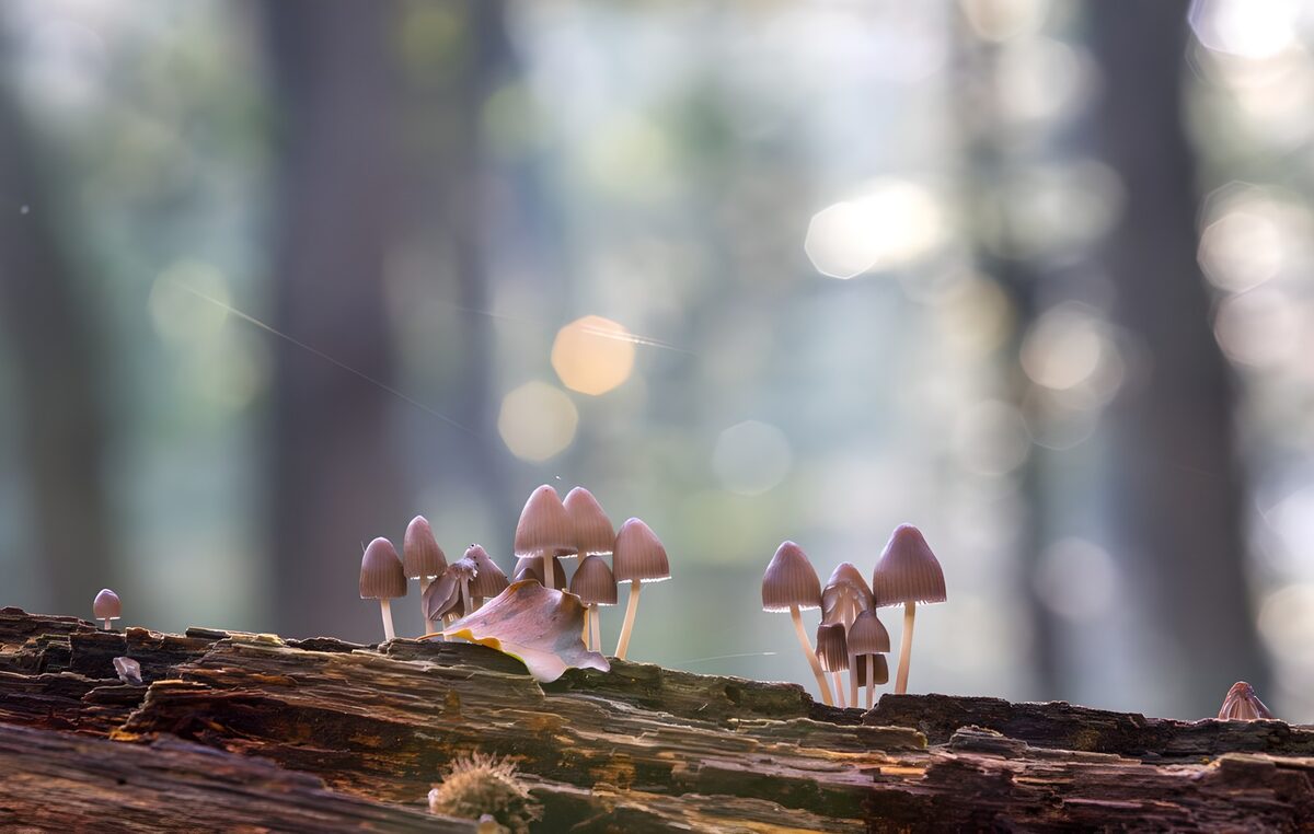 Mystieke paddenstoelen in het bos