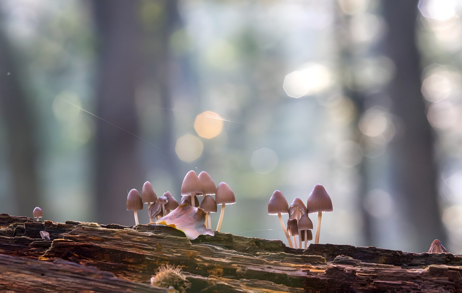 CW2643116: Mystieke paddenstoelen in het bos