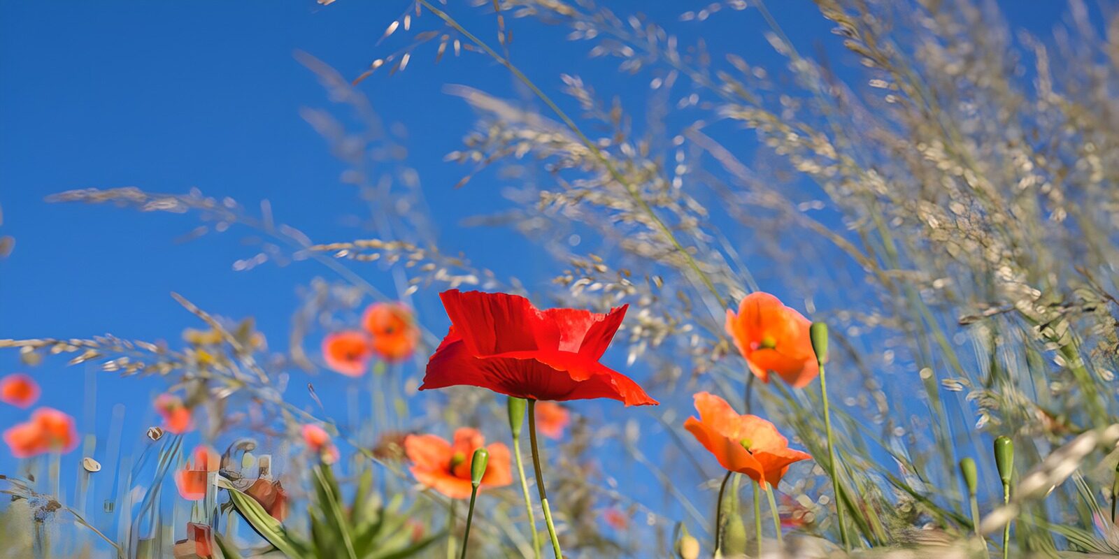 CW3691875: Kleurrijke bloemen onder de blauwe lucht