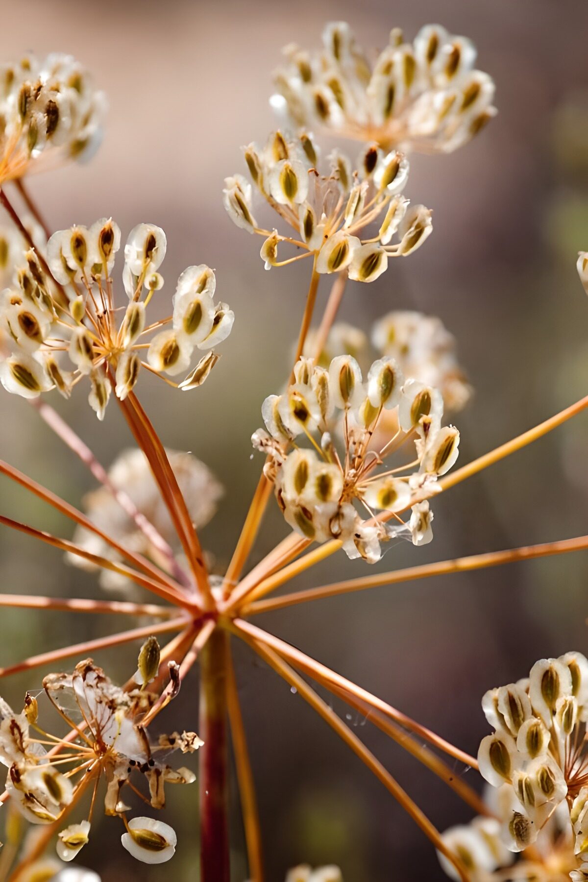 Delicate bloemen met zaaddozen