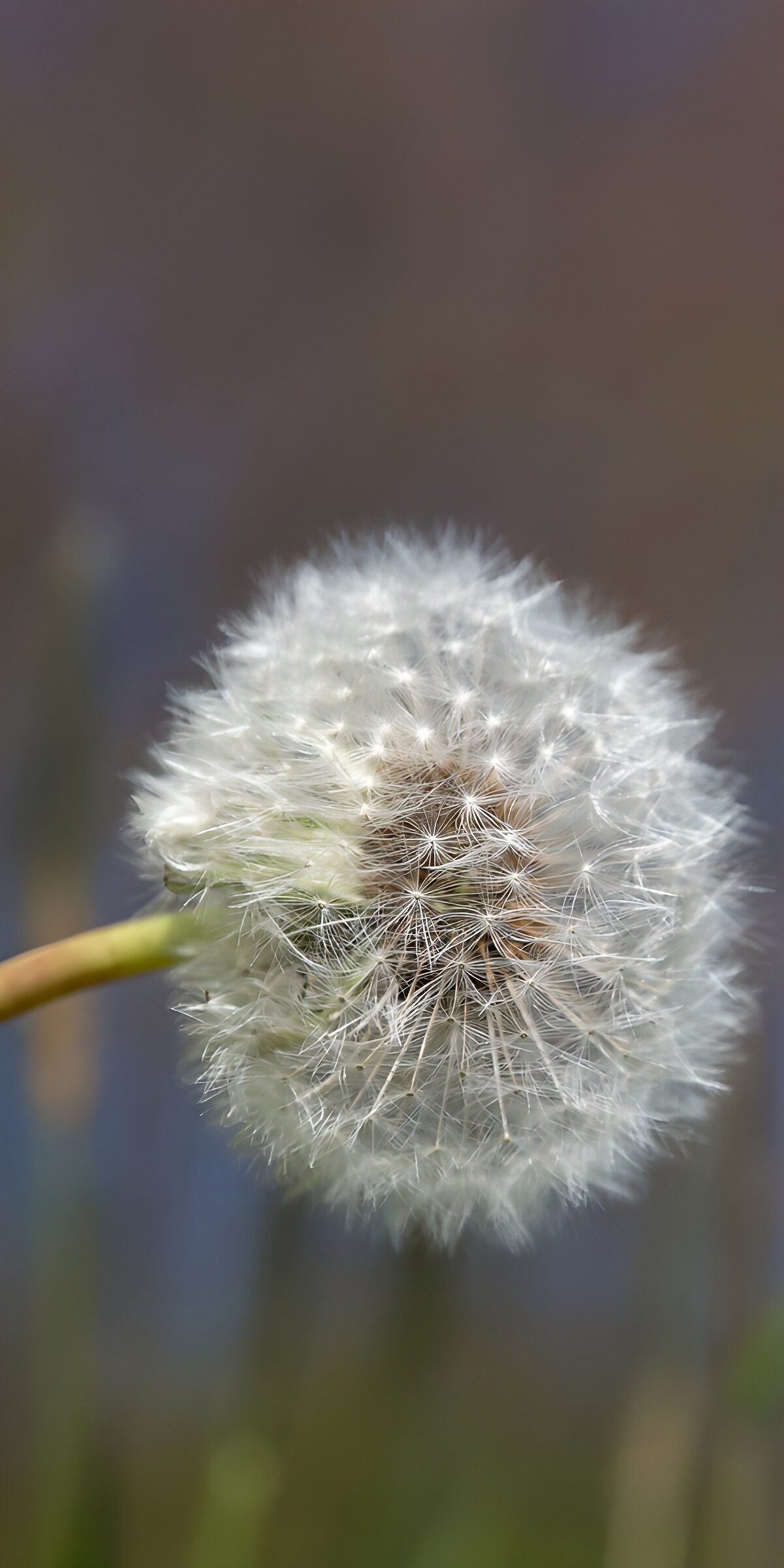 CW9566031: Pappaardbloem in de zon