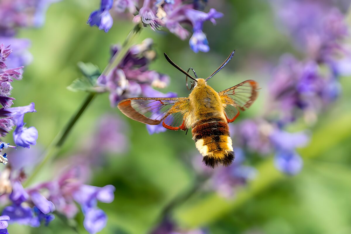 Kleurrijke nachtvlinder boven bloemen