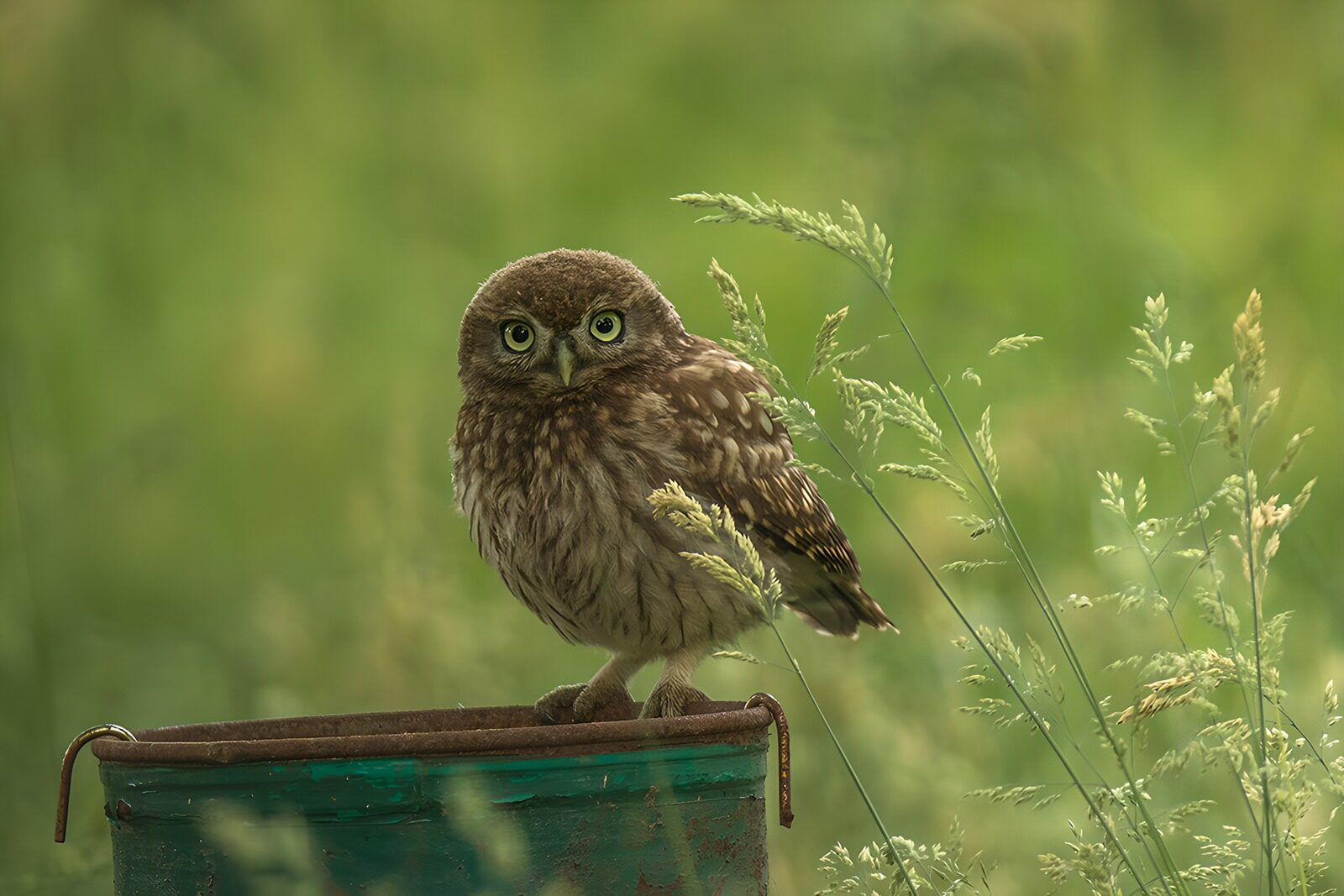 CW1504886: Vindt de uil in de groene omgeving
