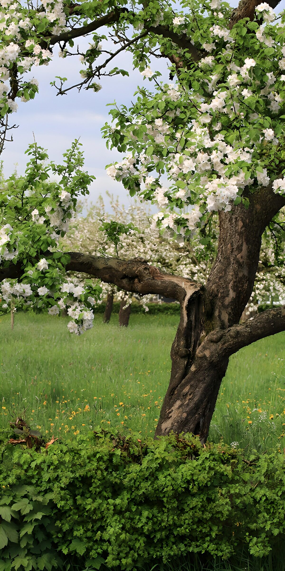 CW5659569: Bloeiende appelboom in de lente
