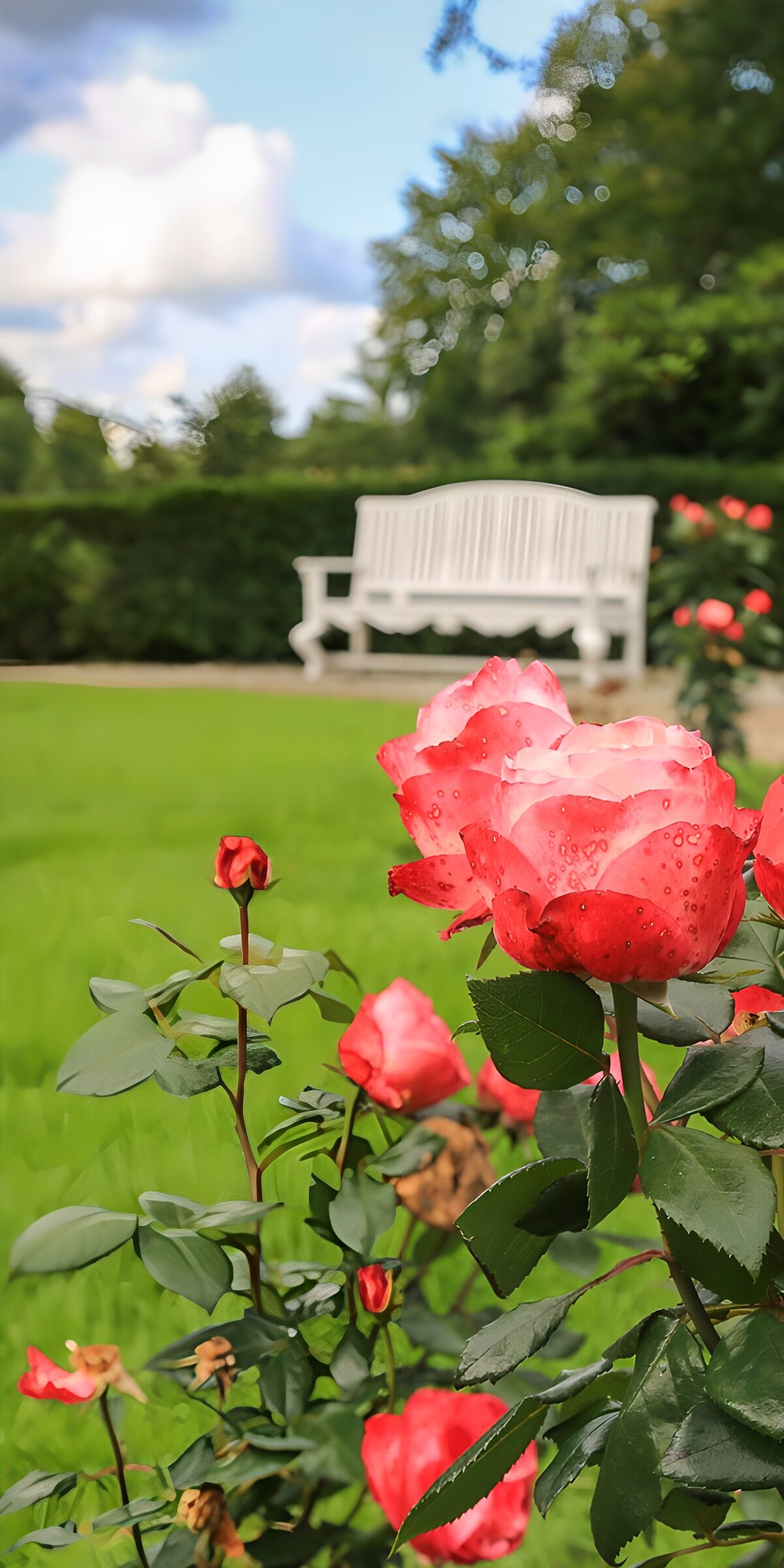 CW4488446: Rozen in een vredige tuin