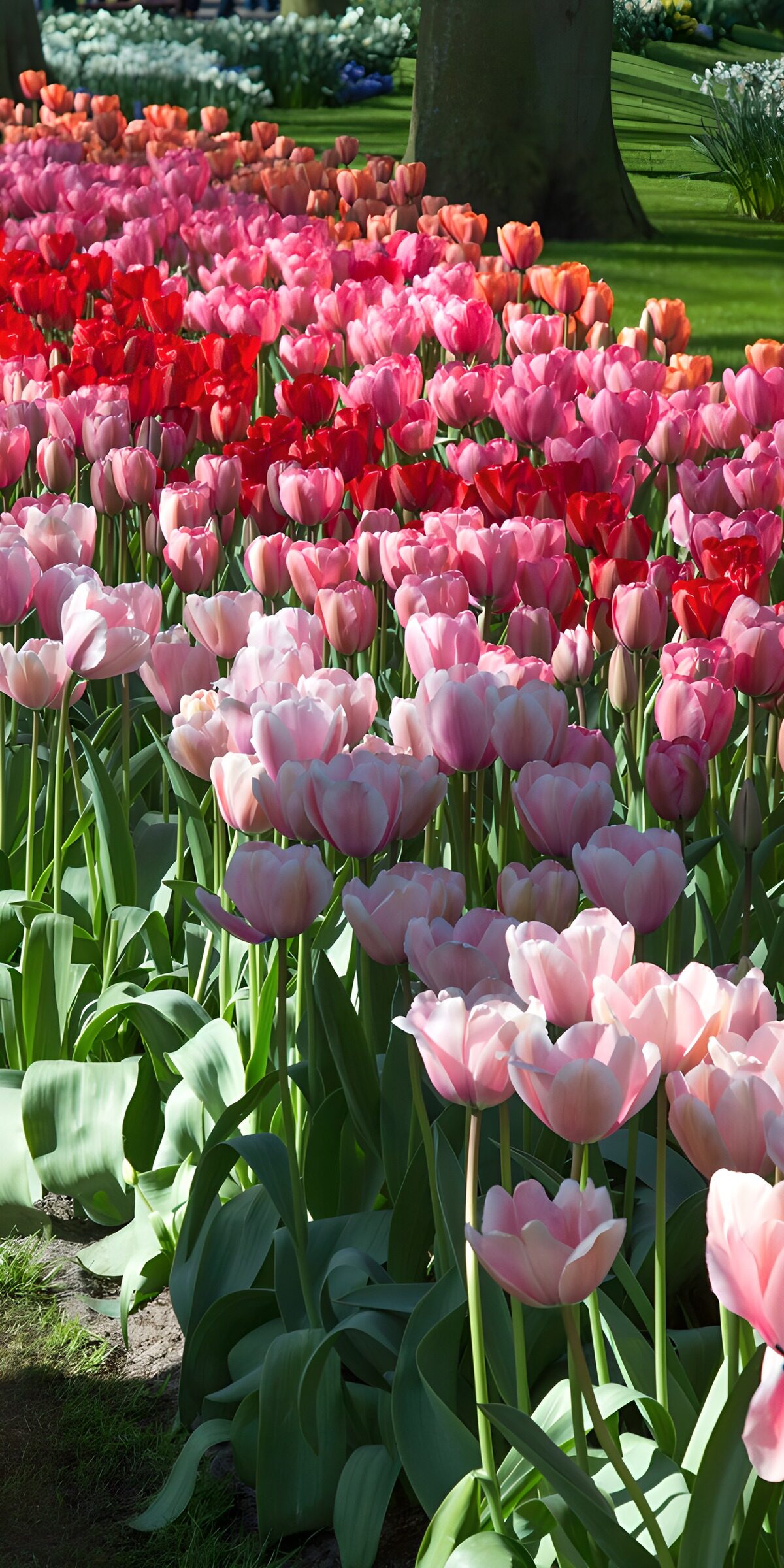 CW3975165: Kleurrijke tulpen in de lente